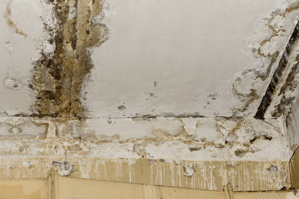 Best Biohazard Mold Removal  in Oreland, PA