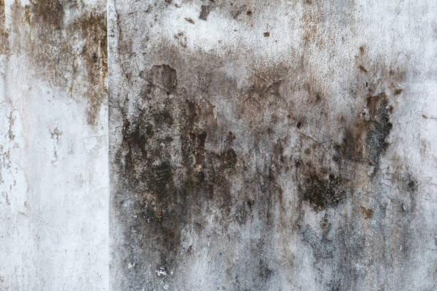 Best Mold-Related Health Consultation  in Oreland, PA