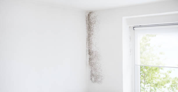 Best Forensic Mold Investigation  in Oreland, PA