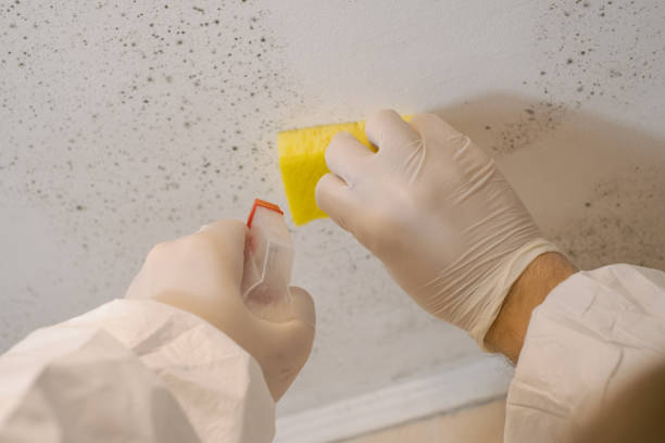 Best Crawl Space Mold Remediation  in Oreland, PA